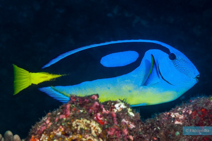 Paracanthurus hepatus - pesce chirurgo tavolozza (Dory)