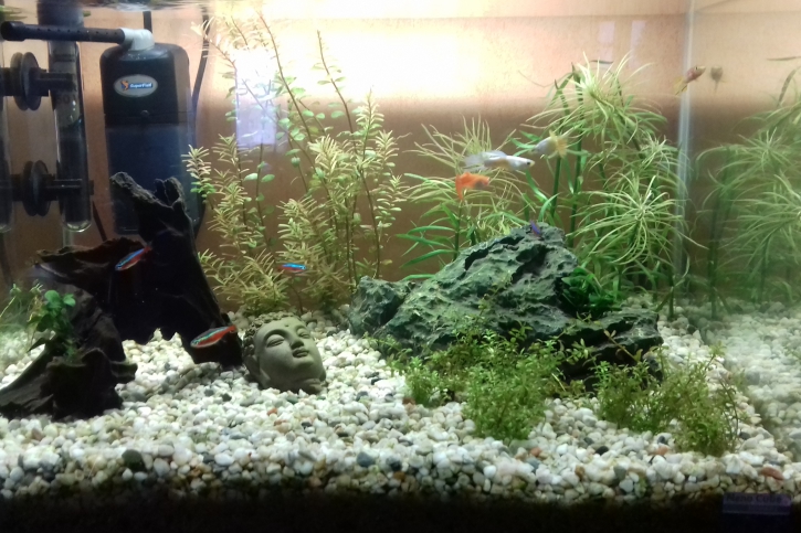 Mon premier aqua