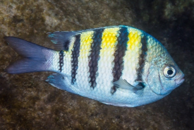 pesce sergente maggiore dei caraibi Pomacentridae