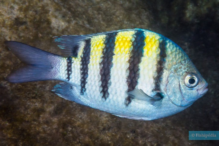 Abudefduf saxatilis