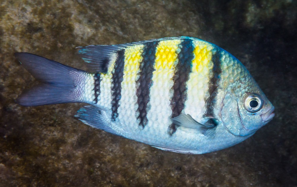 Abudefduf saxatilis