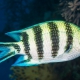 picture of Abudefduf sexfasciatus