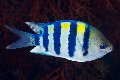 pesce sergente maggiore indo-pacifico Pomacentridae