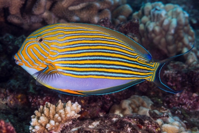 Acanthurus lineatus Acanthuridae