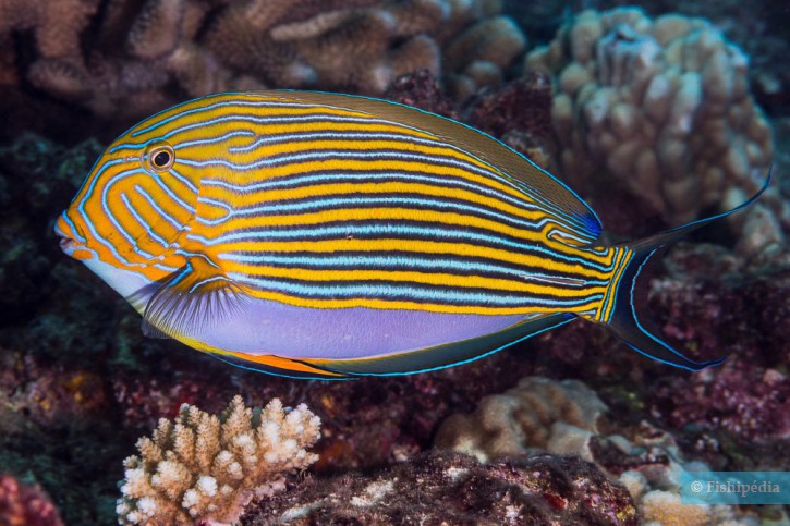 Acanthurus lineatus