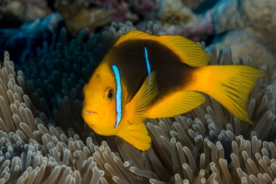 Amphiprion chrysopterus Pomacentridae
