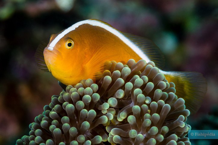 Amphiprion sandaracinos