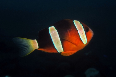 Amphiprion tricinctus Pomacentridae