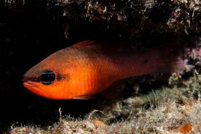 re di triglie Apogonidae