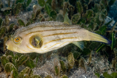 Arothron manilensis Tetraodontidae