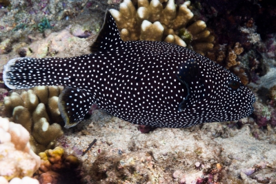 pesce palla faraona Tetraodontidae