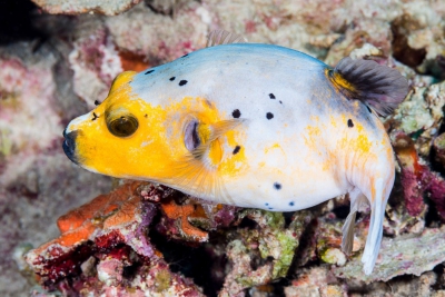pesce palla a macchie nere Tetraodontidae