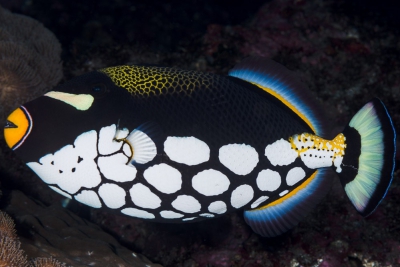 baliste clown Balistidae