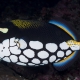 picture of Balistoides conspicillum