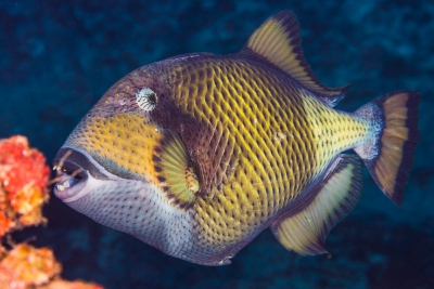 Balistoides viridescens Balistidae