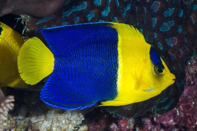 Centropyge bicolor Pomacanthidae