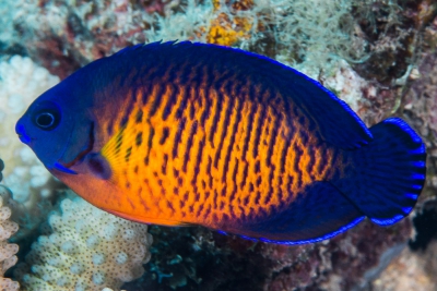 Centropyge bispinosa Pomacanthidae
