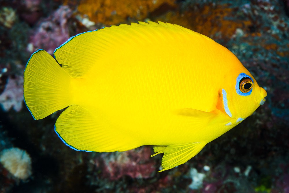 Centropyge flavissima