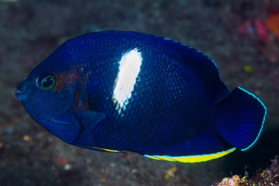 Centropyge tibicen Pomacanthidae