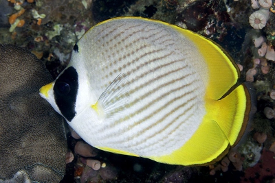 Chaetodon adiergastos Chaetodontidae