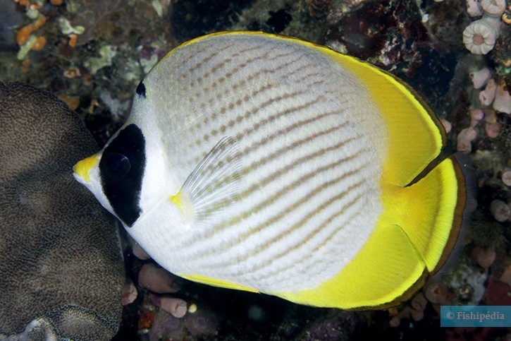 Chaetodon adiergastos