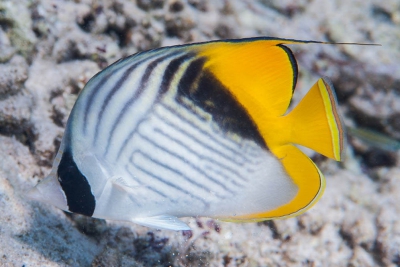 pesce farfalla filamentoso Chaetodontidae