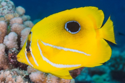 bluelashed butterflyfish Chaetodontidae