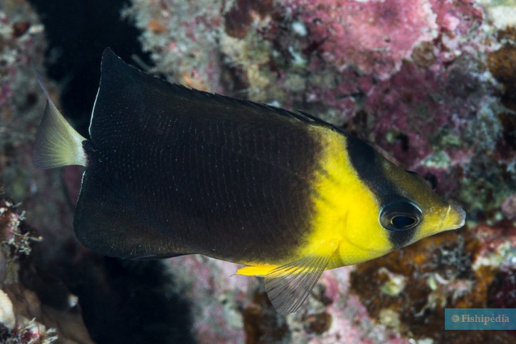 Chaetodon blackburnii