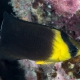 picture of Chaetodon blackburnii