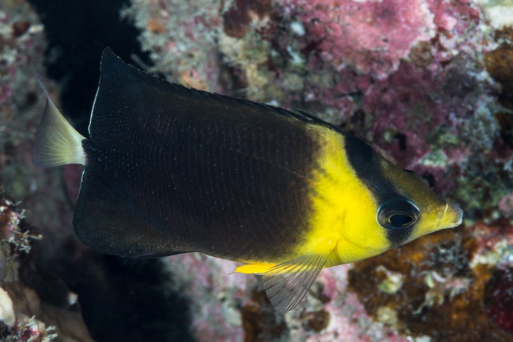 Chaetodon blackburnii