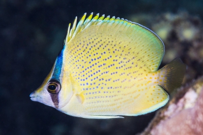 Chaetodon citrinellus Chaetodontidae