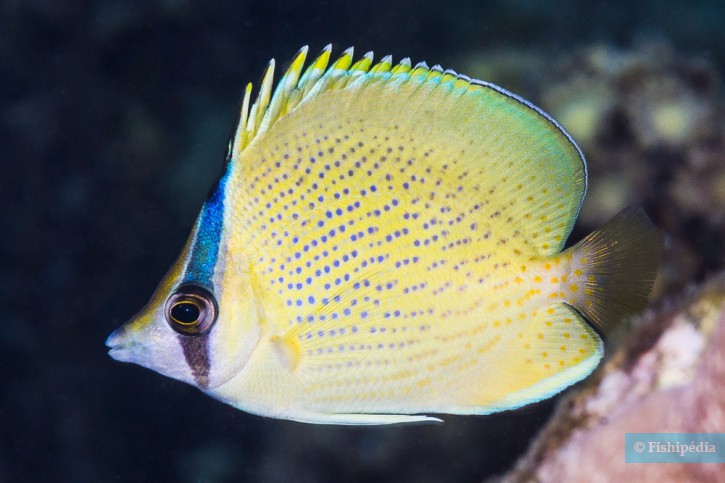 Chaetodon citrinellus