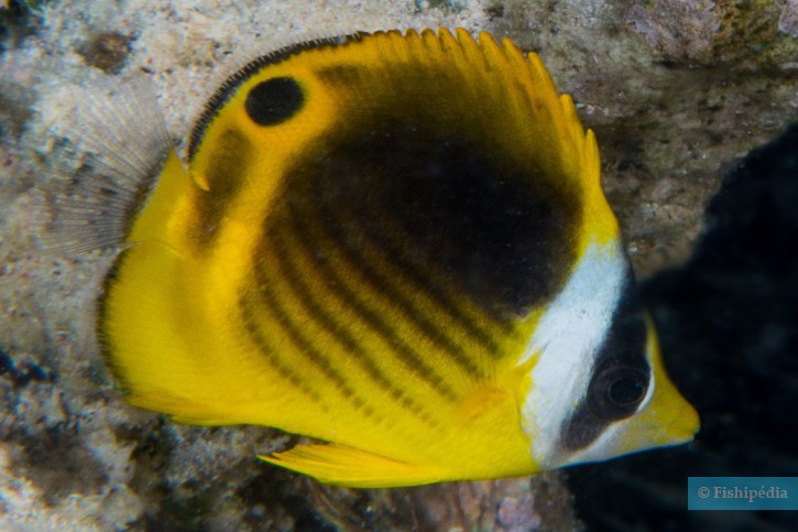 Chaetodon fasciatus