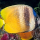 picture of Chaetodon kleinii