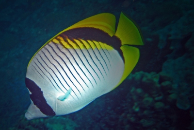 Chaetodon lineolatus Chaetodontidae