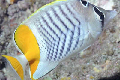 Chaetodon madagaskariensis Chaetodontidae