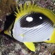 picture of Chaetodon melannotus