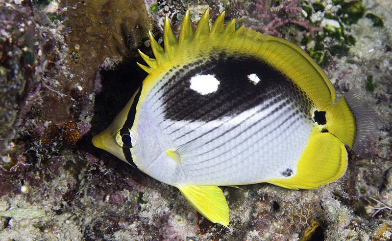 Chaetodon melannotus