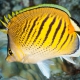 picture of Chaetodon pelewensis