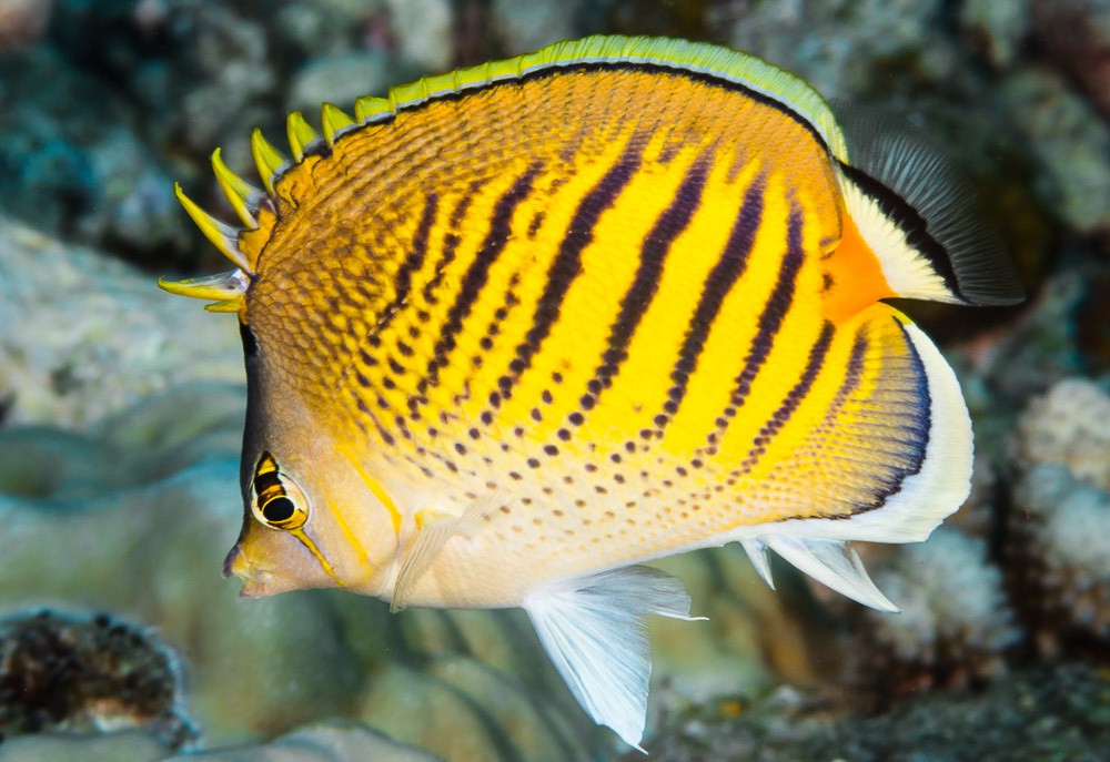 Chaetodon pelewensis