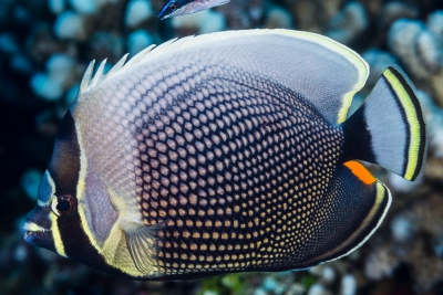 Chaetodon reticulatus Chaetodontidae