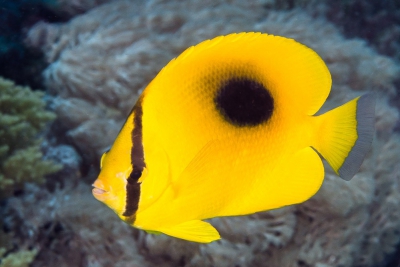Chaetodon speculum Chaetodontidae