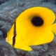 picture of Chaetodon speculum