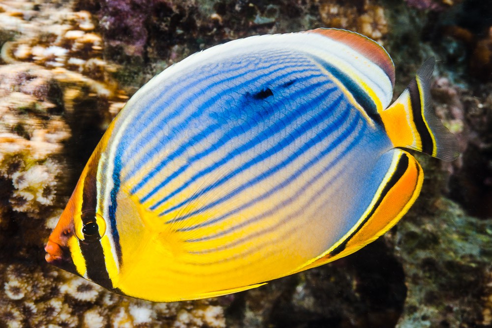 Chaetodon trifasciatus
