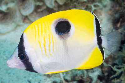 Chaetodon unimaculatus Chaetodontidae