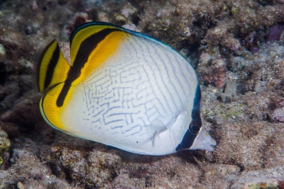 Chaetodon vagabundus Chaetodontidae