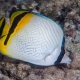 picture of Chaetodon vagabundus