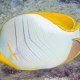 picture of Chaetodon xanthocephalus