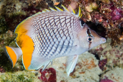 Chaetodon xanthurus Chaetodontidae