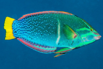 Coris gaimard Labridae